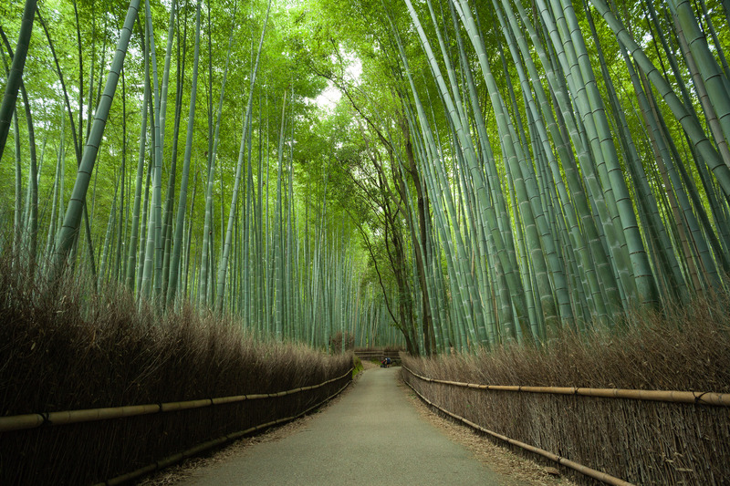 Koyasan, un camino de senderismo y espiritualidad